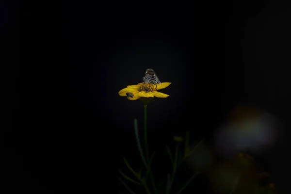 Honigbiene Auf Einer Pflanze Die Pollen Sammelt — Stockfoto