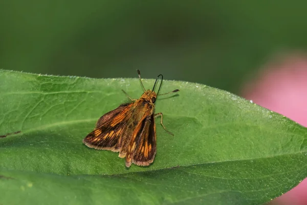 Plan Rapproché Teigne Sur Feuille — Photo