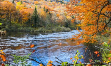Jacques-Cartier Ulusal Parkı, Quebec 'te sonbahar ağacı ve akan su manzarası.