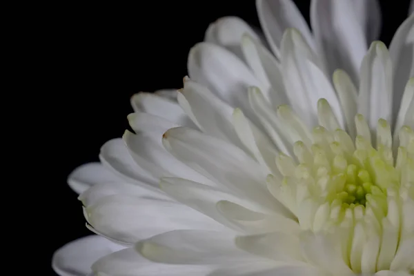 Close Shot White Zinnia Flower Black Background — Stock Photo, Image