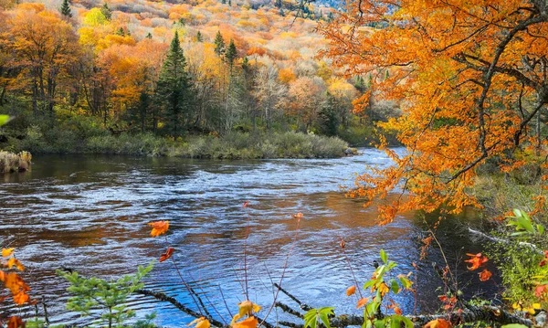 Scenic Landscape Autumn Tree Running Water Jacques Cartier National Park — Stock Photo, Image