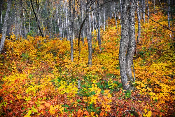 Höstträd Och Färgglada Buskar Landsbygden Quebec Provinsen — Stockfoto