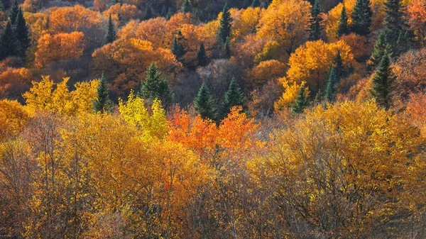 Bela Folhagem Outono Nas Montanhas Quebec — Fotografia de Stock