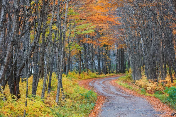 Herfstbomen Langs Schilderachtige Weg Door Landelijke Provincie Quebec — Stockfoto