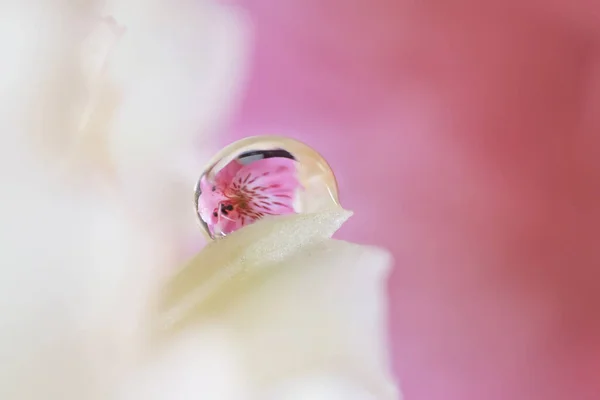 Zavřít Záběr Kapky Vody Okvětní Lístek — Stock fotografie