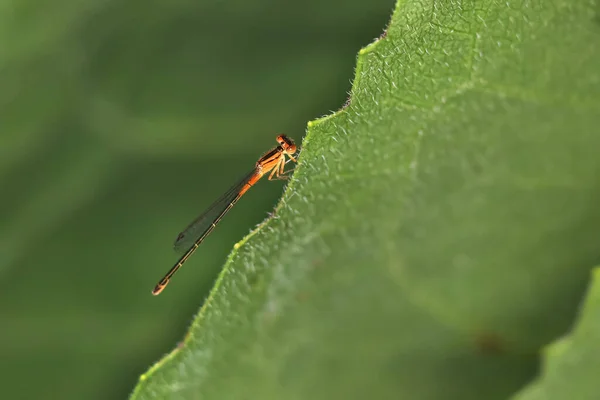 Nahaufnahme Einer Libelle Auf Einem Blattrand — Stockfoto