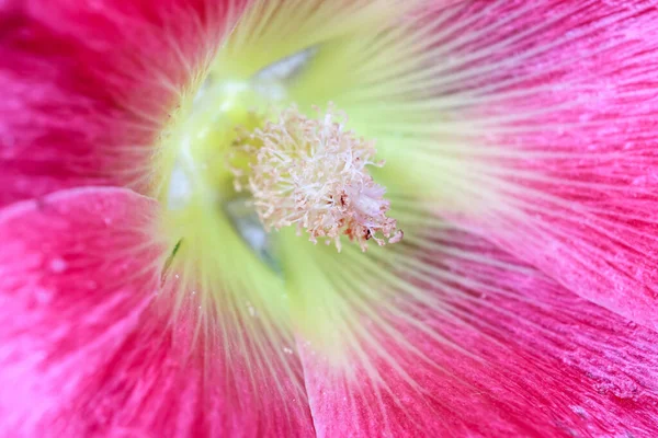 Colpo Vicino Estremo Fiore Hollyhock — Foto Stock