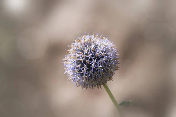 Globe Fleurs Chardon Également Connu Sous Nom Échinops Pointus Bleu — Photo