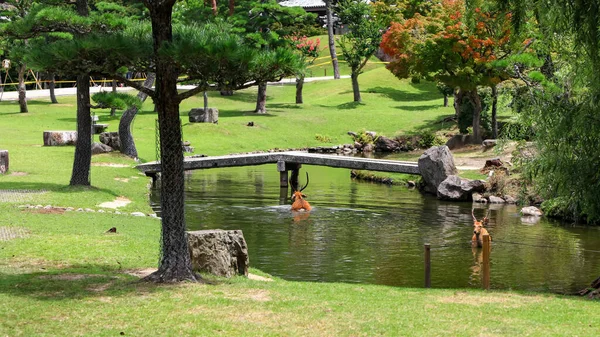 Cervi Santi Nello Stagno Del Parco Storico Nara Giappone — Foto Stock