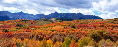 Panoramic view of colorful autumn trees in San Juan mountains clipart