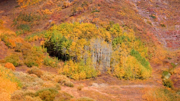 Áspen Colorido Árvores Início Outono Tempo Colorado Montanhas Rochosas — Fotografia de Stock