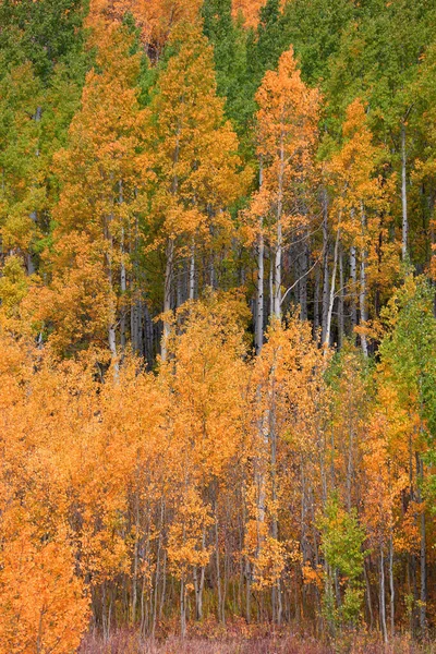 Kleurrijke Aspen Bomen Herfst — Stockfoto