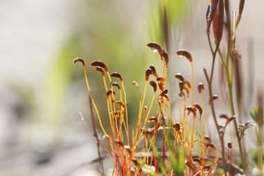 Damlacıklarla yosunların aşırı yakın çekim görüntüsü