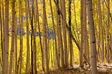 Sonbahar zamanında uzun Aspen ağaçları