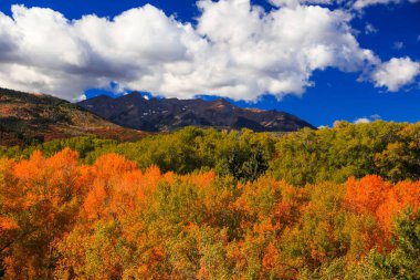 San Juan dağlarında renkli sonbahar yaprakları