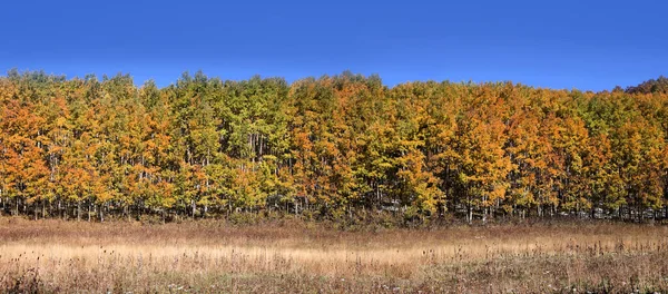 Panoramatický Pohled Barevné Aspen Stromy Podzimním Období — Stock fotografie