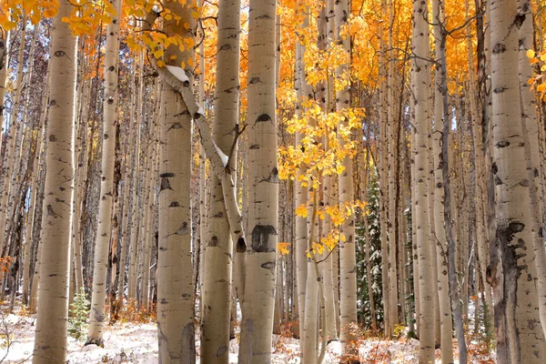 Sonbahar Zamanında Uzun Aspen Ağaçları — Stok fotoğraf
