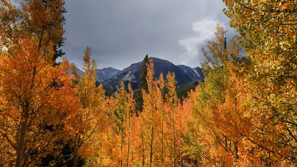 Colorati Alberi Aspen Colorado Montagne Rocciose — Foto Stock