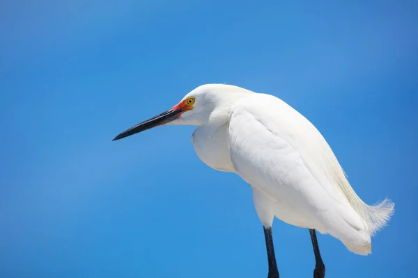 Κοντινό Πλάνο Του Κοκκινωπού Πουλιού Egret — Φωτογραφία Αρχείου