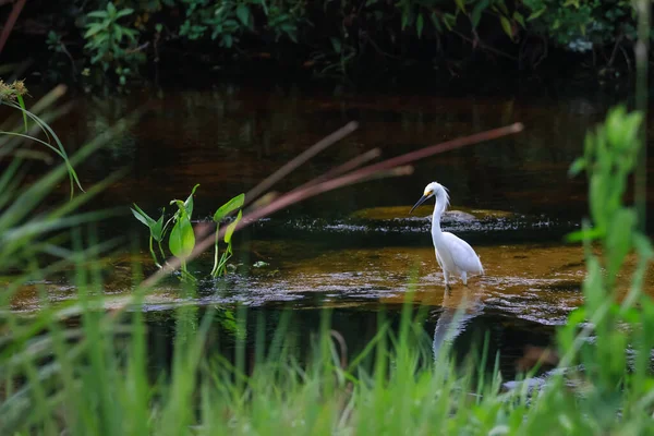 Adult Snowy Egret Pond — Stock Photo, Image
