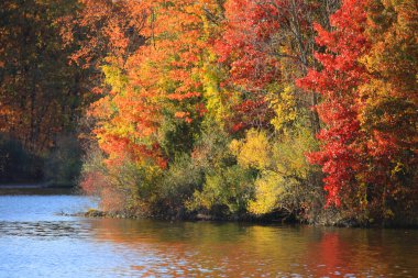 Michigan kırsalında parlak sonbahar yaprakları