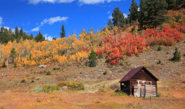 Colorado kırsalında dökülen yapraklarla terk edilmiş eski bir kulübe.