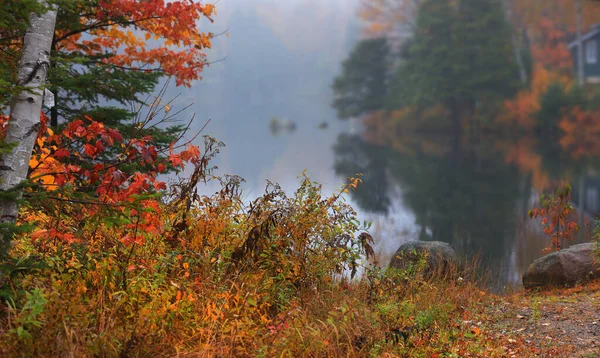 在雾蒙蒙的湖畔的秋天灌木丛和树木的近照 — 图库照片