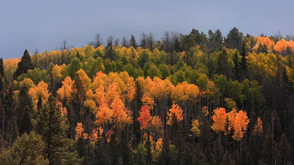 Colorado Kırsalındaki Bir Tepenin Üzerindeki Parlak Renkli Aspen Ağaçları Karanlık — Stok fotoğraf