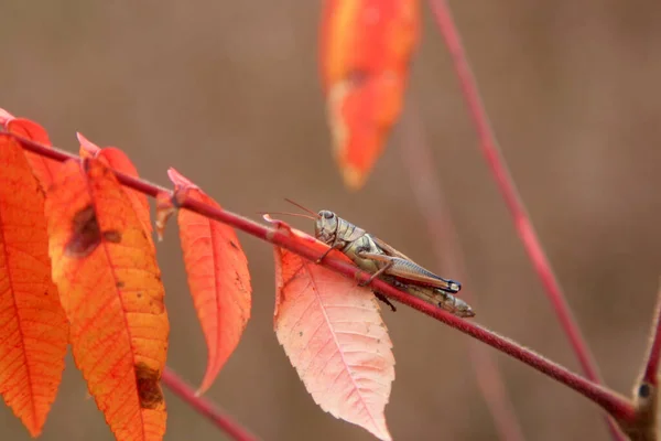 Κοντινό Πλάνο Του Grasshopper Ένα Κλαδί Φυτού — Φωτογραφία Αρχείου