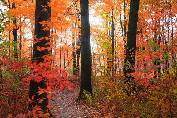 Barevné Podzimní Stromy Lese Venkově Michigan — Stock fotografie