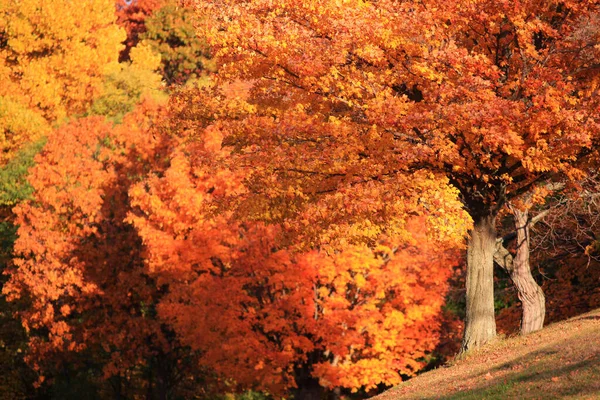 Яркий Клен Осенью — стоковое фото