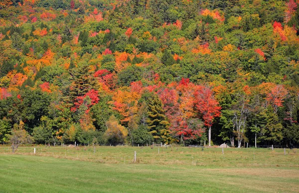 Kleurrijke Bomen Het Begin Van Herfst Het Platteland Van Vermont — Stockfoto