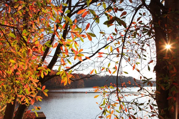 Árvores Outono Coloridas Junto Lago Com Clarão Sol — Fotografia de Stock
