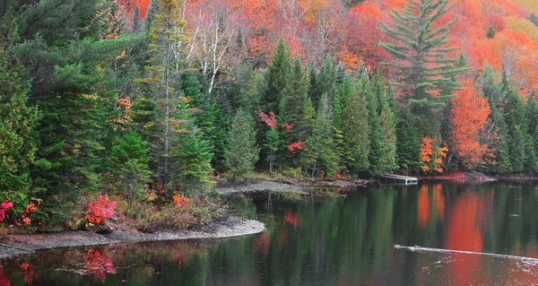 Scenic Landscape Pine Maple Trees Lake Fog — Stock Photo, Image