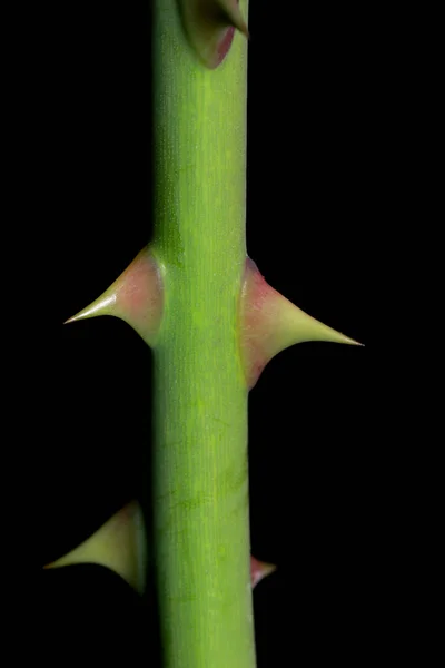 Primer Plano Espina Rosa Sobre Fondo Negro — Foto de Stock