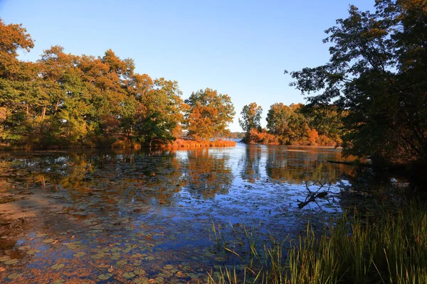 Trees lit under evening sunlight by the pond