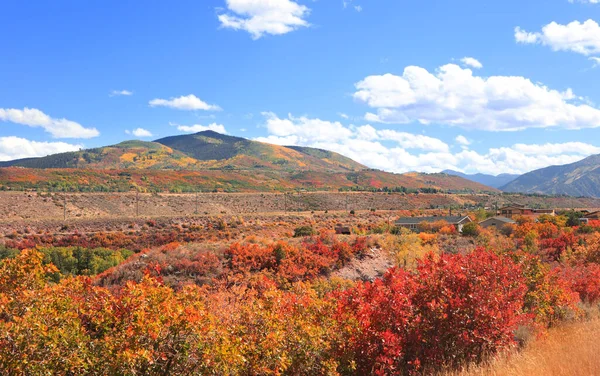 秋天时分科罗拉多州阿斯彭附近的五彩缤纷的灌木丛 — 图库照片