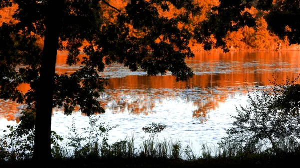 Pin Oak Tree Lake Autumn Reflection Lake — Stock Photo, Image
