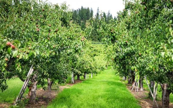 Pears Trees Row Farm — Stock Photo, Image