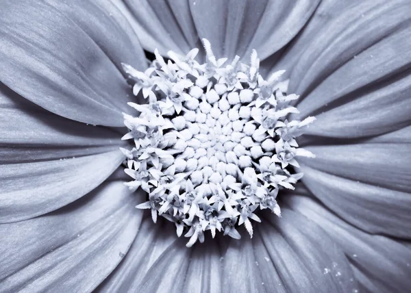 Primer Plano Flor Zinnia Monocromo — Foto de Stock