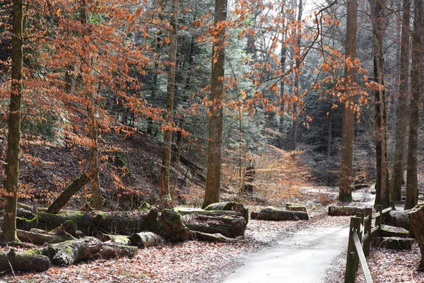 Bos Trail Late Herfst Tijd Hocking Heuvels Ohio — Stockfoto