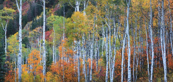 Altos Árboles Aspen Con Follaje Otoñal Colorado Montañas Rocosas —  Fotos de Stock