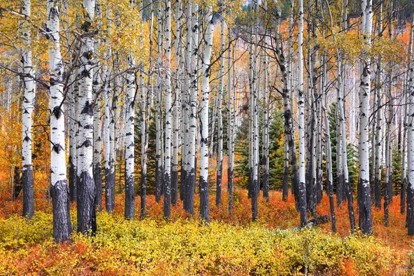 Veel Aspen Bomen Een Bos Tijdens Herfst — Stockfoto