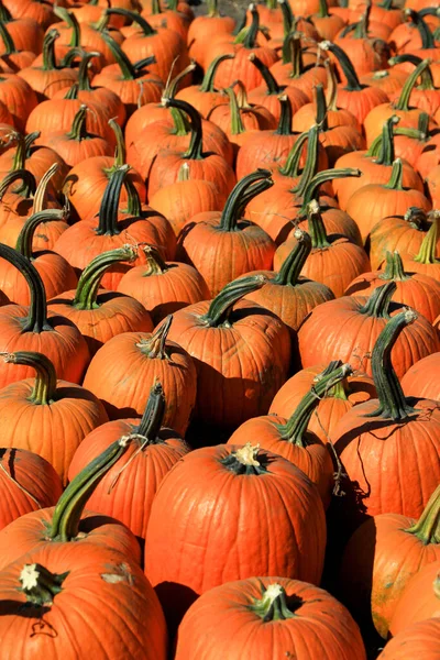 Molte Grandi Zucche Vendita Presso Fattoria — Foto Stock