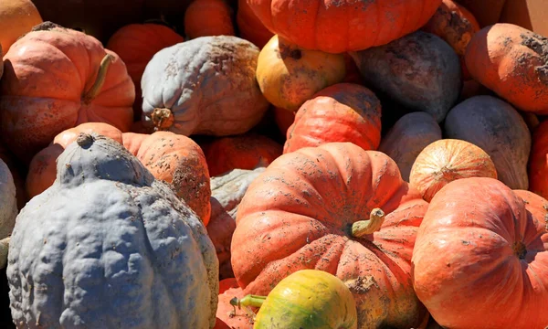 Zucche Biologiche Fresche Naturali Dell Azienda Agricola — Foto Stock