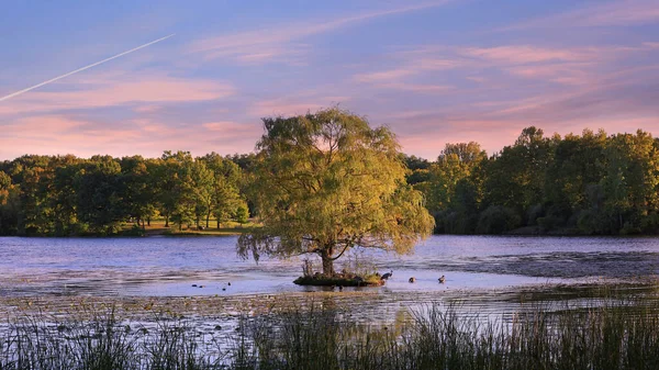 Single Wilg Boom Het Midden Van Het Meer Onder Avondhemel — Stockfoto