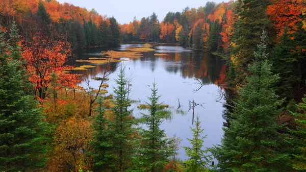 Several Pine Trees Front Scenic Lake Autumn Time — Stock Photo, Image