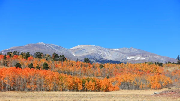 Arbres Automne Colorés Pied Colline Dans Colorado Rural — Photo