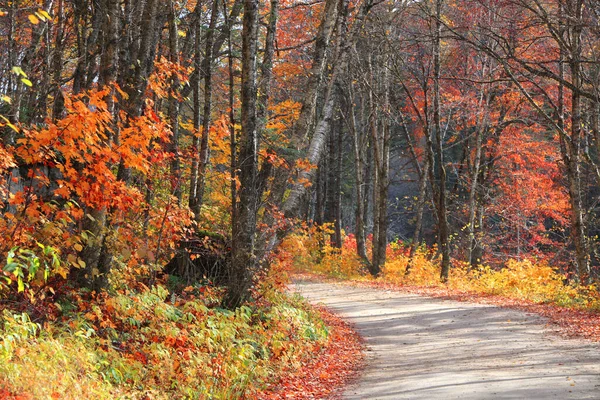 Bunte Ahornbäume Malerischen Waldweg Herbst — Stockfoto