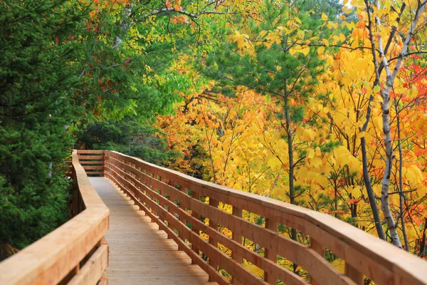 Selective Focus Colorful Maple Trees Board Walk — Stock Photo, Image